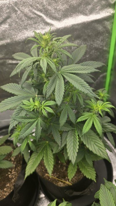 whats-causing-the-leaf-tips-to-droop-3.jpg