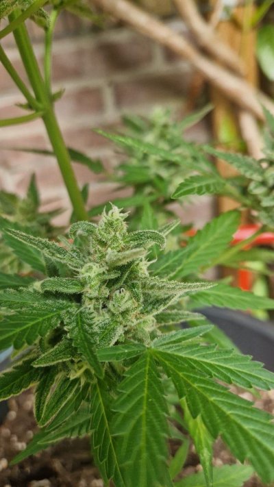 second-moldy-bud-in-2-days-despite-good-weather---harvest-2.jpg