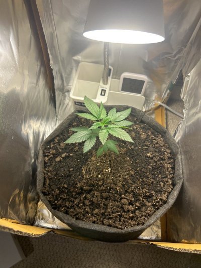 First grow, just transplanted. how’s it looking?