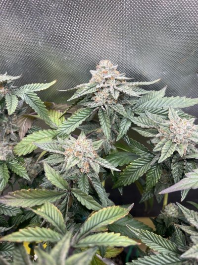Never had buds look this way so early…
