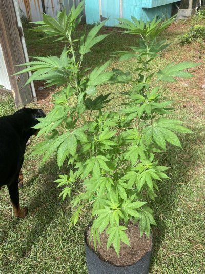 From Friends At The Farm