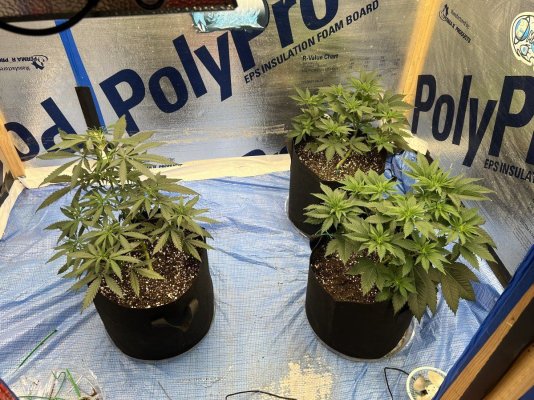 advice-growing-lambs-breath-strain.jpeg
