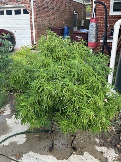 leaf-septoria-on-my-outdoor-ladies-2.jpeg