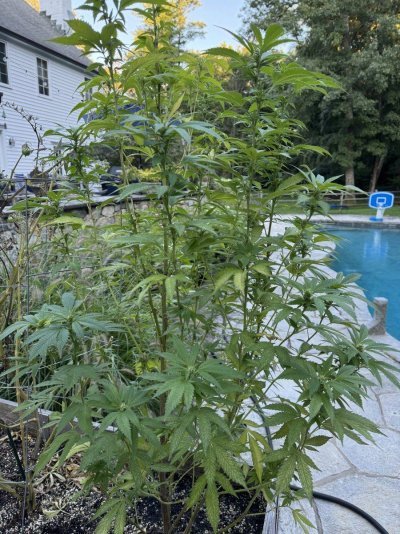 Let's see your 2024 outdoor grow!!