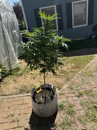 first-outdoor-grownot-sure-if-i-need-more-space.jpeg