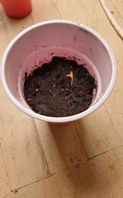30 years since i was able to grow some weeds. i am now the proud parent of some beautiful girls....  :  )(  :