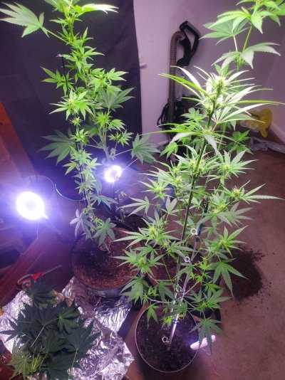 1st-grow-in-over-13-years-white-widow-non-topped-plants-3.jpg