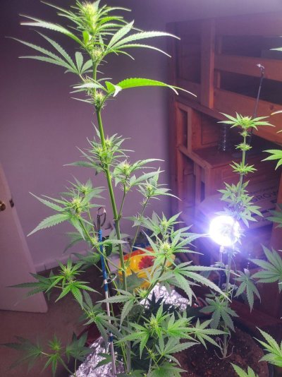 1st-grow-in-over-13-years-white-widow-non-topped-plants-5.jpg