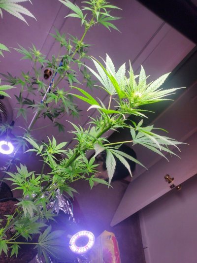 1st-grow-in-over-13-years-white-widow-non-topped-plants-7.jpg