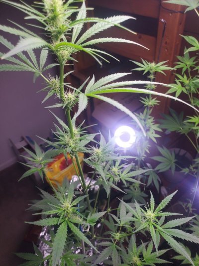 1st-grow-in-over-13-years-white-widow-non-topped-plants-9.jpg
