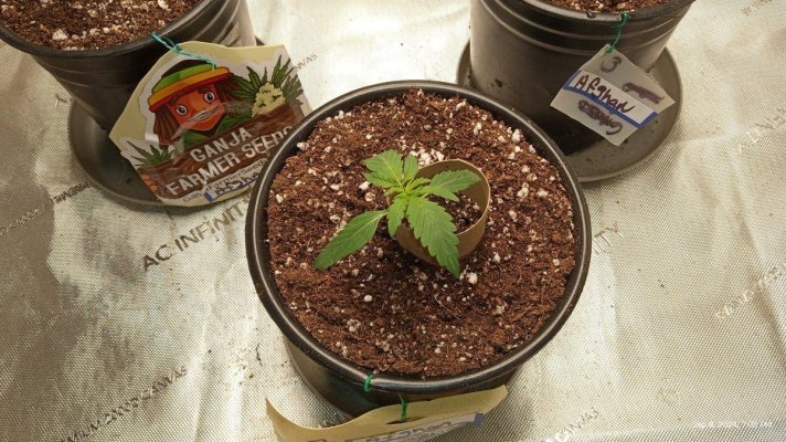 ganja farmer carmel and afghan fast flowering
