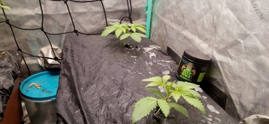 Original Glue (GG #4) and Elephant stomper in fresh EarthBoxes