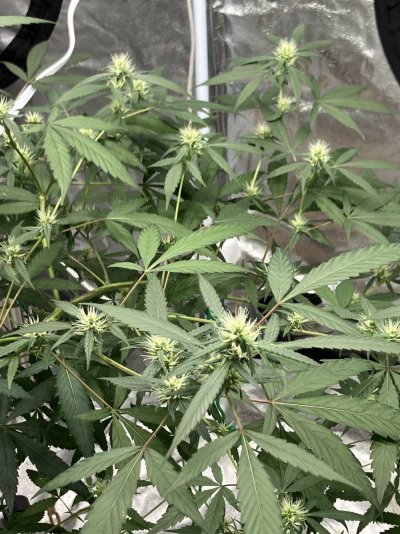 Newbie finally getting plants to flower