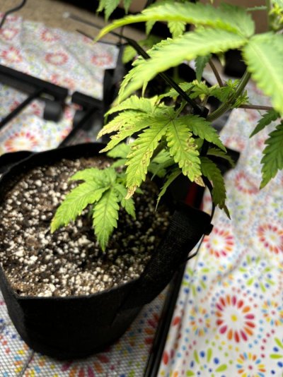 help-hot-soil-or-lack-of-nutrients.jpeg