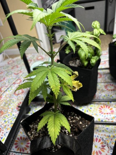 help-hot-soil-or-lack-of-nutrients-2.jpeg