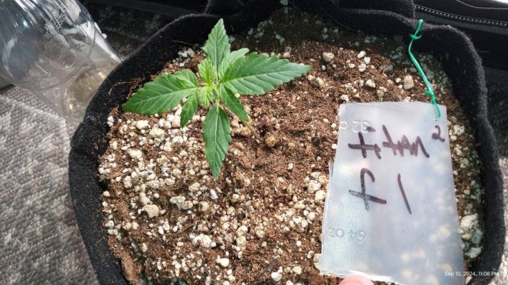 titan f1 and special queen auto royal queen seeds