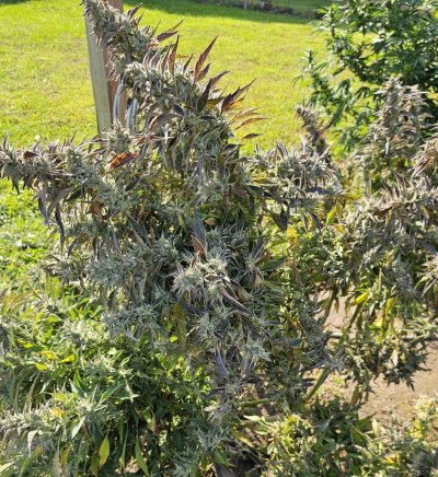 How does my outdoor Frankenstein 🧟‍♂️ Look?