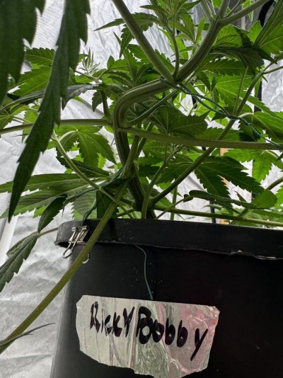 John Blazr: Shit we doing