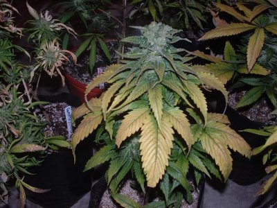 PinkKushPheno1.jpg