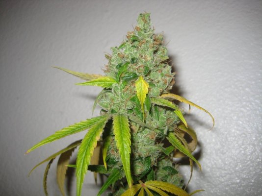 Hortilab "SourAmnesia" Paulycali "Rumble in the Jungle"