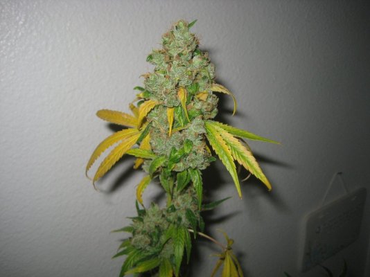 Hortilab "SourAmnesia" Paulycali "Rumble in the Jungle"
