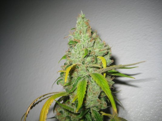 Hortilab "SourAmnesia" Paulycali "Rumble in the Jungle"