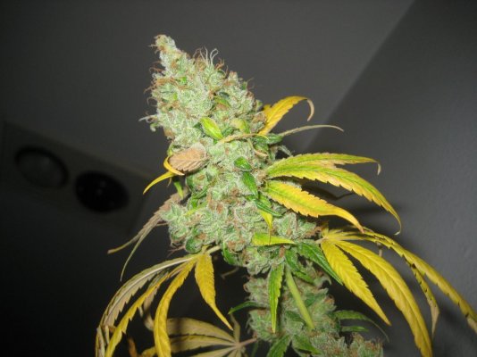 Hortilab "SourAmnesia" Paulycali "Rumble in the Jungle"