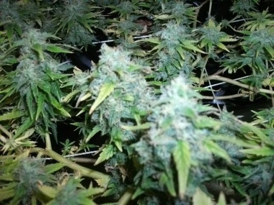 SCROG updated oct. 1st 2011 042.JPG