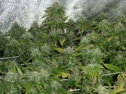 16 plant setup in a 3x3ft grow tent!