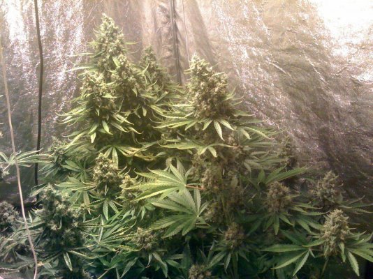 Barneys Red Diesel Grow...