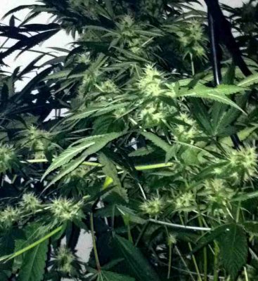 snazzleberry w.w. afgkush and the like (dirt grow)