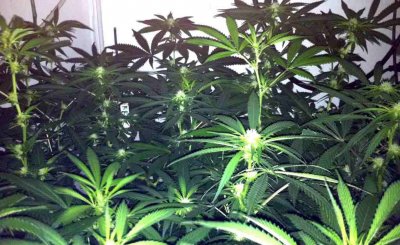 snazzleberry w.w. afgkush and the like (dirt grow)