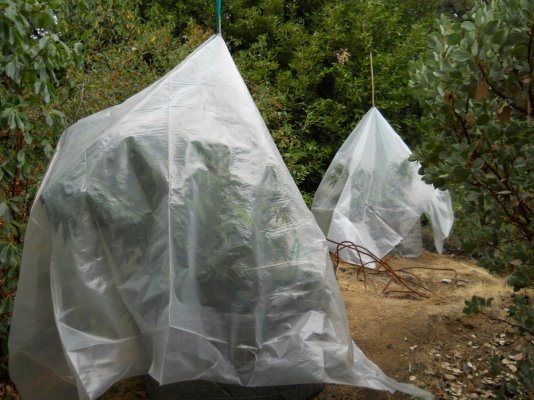 Tented plants 002.JPG