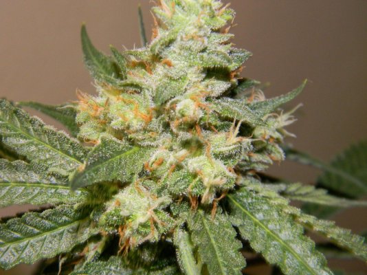 pure 018 (1280x960).jpg
