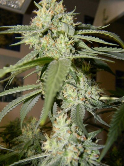 pure 033 (960x1280).jpg