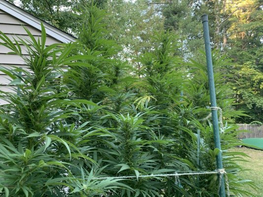 Help is needed . Yellowing of leaves during flowering