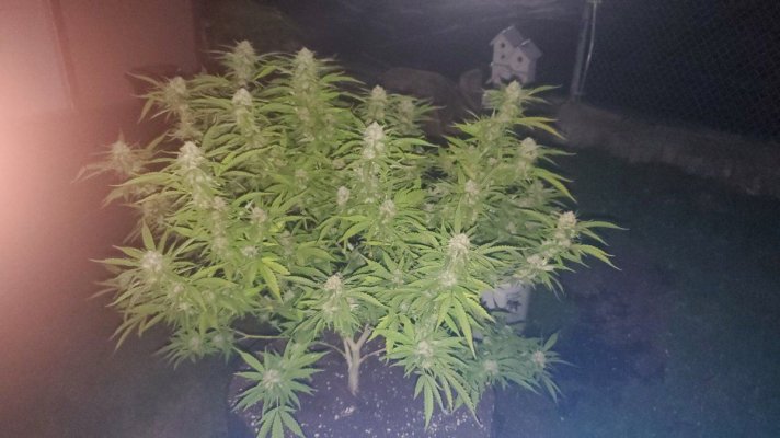 i-grow-small-plants-with-big-yield-2.jpg