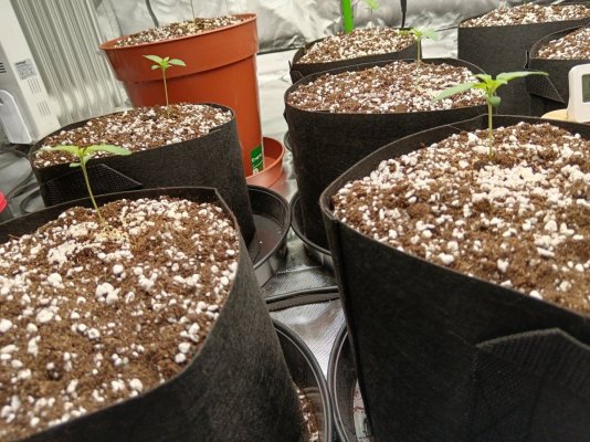 old-grower-back-in-the-game-with-some-gorilla-cookies-autos-6.jpg