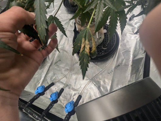 4x4 northern lights fast in coco coir. Grow diary