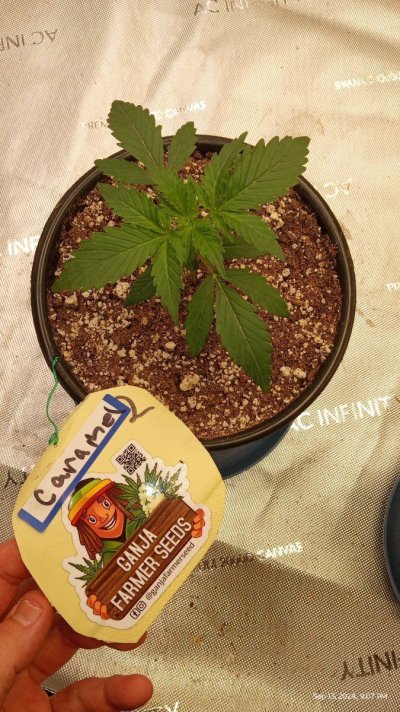 ganja farmer carmel and afghan fast flowering