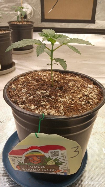 ganja farmer carmel and afghan fast flowering