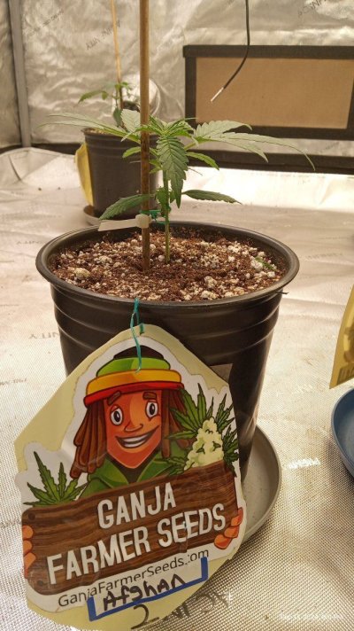 ganja farmer carmel and afghan fast flowering