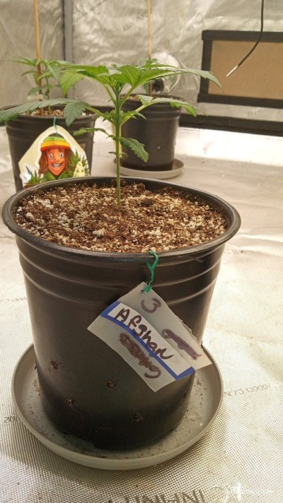 ganja farmer carmel and afghan fast flowering