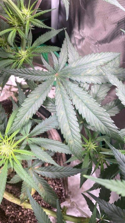 Help with a mysterious discoloration!