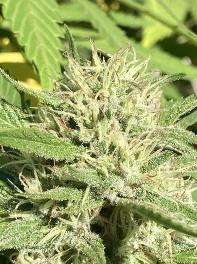 IMG_1559.jpeg