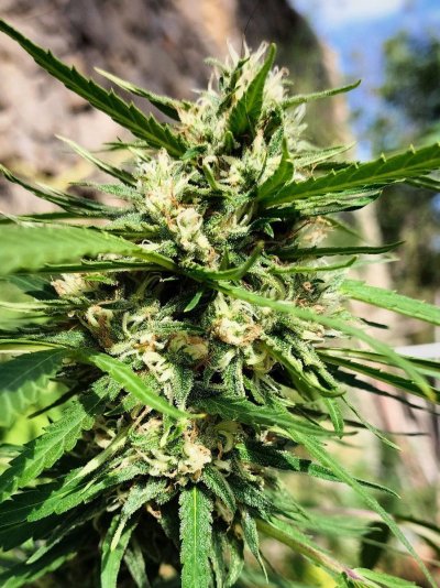 Buds & bugs outdoor pics collection