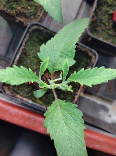 virus-fungus-weird-seedlings-whats-going-on-here.jpg