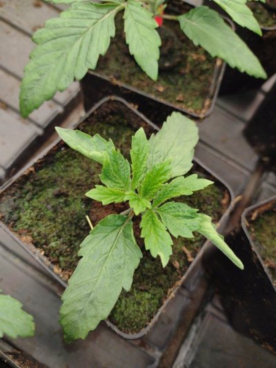 virus-fungus-weird-seedlings-whats-going-on-here-5.jpg