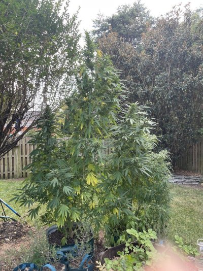 Flying High w . Hawk - 2024 Grow Journal