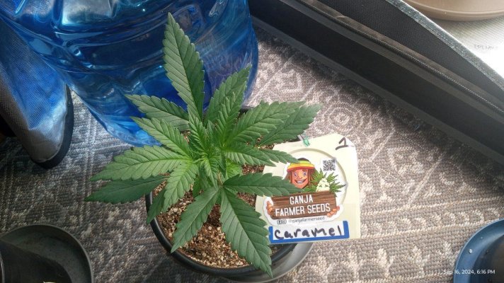 ganja farmer carmel and afghan fast flowering
